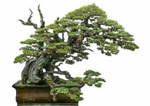 Pin oleh choi di 분재 | Pohon