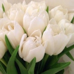#tulip#튜립#4월튤립축제기다리기