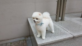 몽이에 있는 석이나라님의 핀