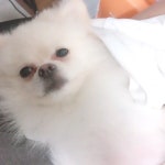 깔끔하개 밀어주개 | 치와와, 강아지, 애완견