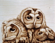Midnight Trio Three adorable owls burned on birch plywood by Cara Jordan | 우드버닝