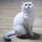 #브리티쉬숏헤어 #브리티쉬캐터리 #캐터리 #캐논 #캣스타그램 #펫 #펫스타그램 #고양이 #britishcattery #british #cats... 