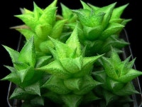Succulent plant에 있는 Daniel님의 핀 | 꽃
