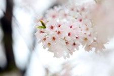 [서대문 안산 벚꽃축제 일정] 2016 서대문 안산자락길 벚꽃음악회가 열립니다.(이미지 포함) | 벚꽃, 벚꽃나무, 아름다운