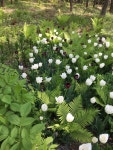 BOM Farmers Garden, Korea에 있는 Sang Yong님의 핀