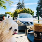 #말티즈 #말티즈사랑 #강아지 #퍼피 #개 #몽멍이 #반려견 #이쁜개 #귀염둥이 #강쥐 #maltese #maltesepuppy #malteselove... 
