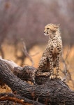 Cheetahs에 있는 핀