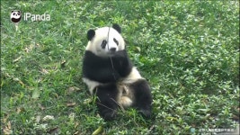 Panda babe에 있는 Doris C님의 핀 | 판다