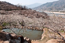 korea,매화촌, | Cherry blossom, Outdoor, Korea