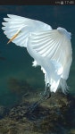 https://plus.google.com/b/116049288144419176340/?pageId=116049288144419176340 | 새, 예술 