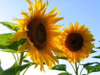 sunflowers | 꽃