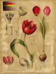 Flowers Gallery — Botanical Artist & Illustrator, Learn to draw Art Books, Art Supplies, Workshops | 색연필