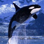 드로잉에 있는 Kimkim Kim님의 핀 | 범고래, 동물, 고래