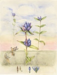 Flowers Gallery — Botanical Artist & Illustrator, Learn to draw Art Books, Art Supplies, Workshops | 색연필