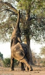 Elephant stretch pose | 동물