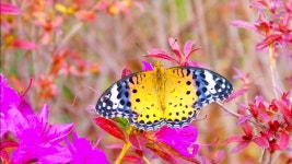 나비사랑 butterfly love - 2022