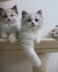 냥이버릇 평생가나봐여🙀 카이는 캐터리 시절에 다리를 걸치는 포즈를 보내줬는데ㅋㅋㅋㅋㅋㅋ 커서도 저 행동을 계속... 