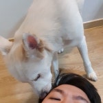 아빠머리에서 꼬순내가 나는거 같기도하고...... | Dogs, Animals, Corgi