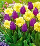 액자에 있는 영희 김님의 핀 | 정원 아이디어, 정원 가꾸기, 꽃