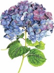 라일락 꽃 | Grapes, Fruit