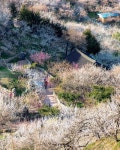 광양매화마을, Gwangyang, Jeollanam-do, South Korea in 2021 | Jeollanam-do, South korea, Outdoor