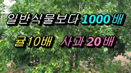약초에 있는 장연희님의 핀 - 2020(이미지 포함) | 건강식품, 건강 팁, 약초