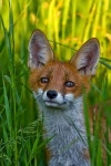 Fox in tall grass... pretty. | 동물, 여우, 자연