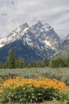 View of the Cathedral Group of mountains at Grand Teton National Park from the Mountain View Turnout | 가을풍경