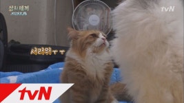 3 Meals a Day - fishing village 4 (귀욤주의!) 귱상&종석처럼..몽이쿵이 티격태격! 170929 EP.9 | Cute animals, Animals, Cats