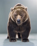 Hey buddy. #bear #grizzly #brownbear(이미지 포함) | 곰, 동물