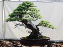 Idea by 영수 권 on 소나무 | Japanese bonsai, Bonsai art, Bonsai tree