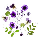 Press some pretty flowers! www.magicbelles.com  May Day idea | 압화