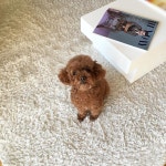 귀요미  #빵이#푸들#poodle#초코푸들 | 푸들, 동물
