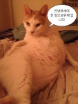 안녕 아프로디테 | 웃긴 밈, 웃긴, 고양이 말