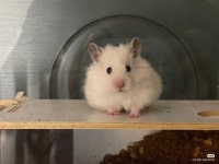 pets ♡에 있는 Jena님의 핀 - 2022