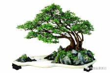 Pin oleh Zzukga di 분재 자료실