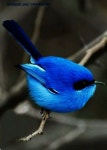 Impressive - Little Birds With Long Beaks!!! | 화려한 새, 새, 귀여운 새