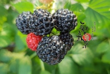 고창흙쟁이가 직접 재배하는 고창 해풍복분자♡  010 4965-8727 .. . #고창흙쟁이 #고창복분자 #복분자가격 #유기농복분자 #복분자 #해풍복분자... 