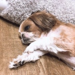 Watch the Best YouTube Videos Online - 섹시댄스 #멍스타그램 #강아지 #멍멍이 #시츄 #dog #puppy #몽이(이미지 포함) | 시츄, 강아지... 