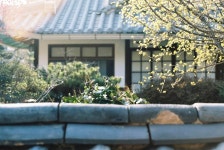 #전주 #한옥마을 #산수유 #소담원 #film #filmphotography #filmcamera #filmmaker #portra160 #35mmfilm #35mm #analogue... 