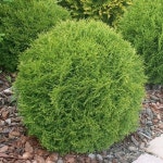 대림원예종묘(주) | Vintergröna buskar, Trädgårdsdesign framsida, Tuja