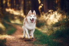 Husky에 있는 James님의 핀 - 2020