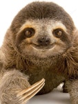 What a sloth face! | 나무늘보
