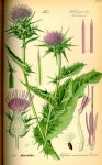 Taken internally, milk thistle helps to treat :      … | 꽃 그리는 법, 꽃그림, 식물 세밀화