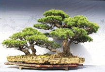 Bonsai | 식물, 분재, 아름다운 꽃