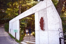 양평 커플여행지 best3 자작나무숲 서후리숲, 양평카페 나인블럭, 양평펜션 피오레 | 여행, 여행지