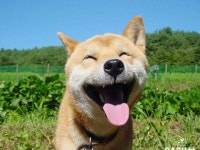 Smile! :) | 행복한 개, 행복한 동물, 웃긴 동물
