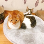 いいね！23件、コメント0件 ― KimDongSikさん(@petrus_12_1)のInstagramアカウント: 「돈까스와 칡냉면? . . . #고양이 #야옹이 #코리안숏헤어... 