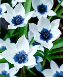 25 Easy & Pretty Flower Ideas | 푸른색 꽃, 아름다운 꽃, 꽃 사진