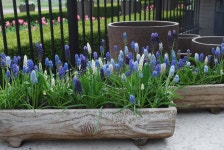 grape hyacinths | 조경